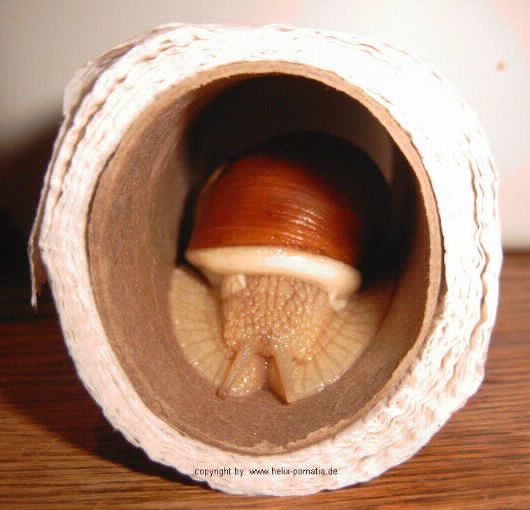 Diogenes2.jpg