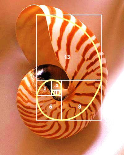 Nautilus.jpg