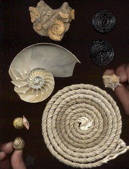 Schnur-Muscheln-Scan-klein.jpg