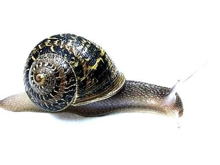 garden_snail.jpg