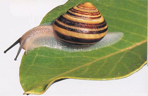 grove_snail.jpg